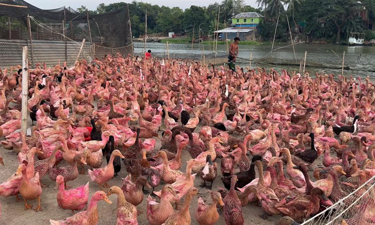 Duck farming transforms lives in Kishoreganj’s haor region