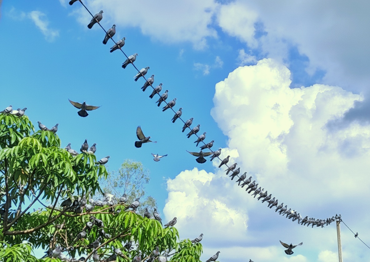 Tradition of pigeon rearing on the verge of extinction 