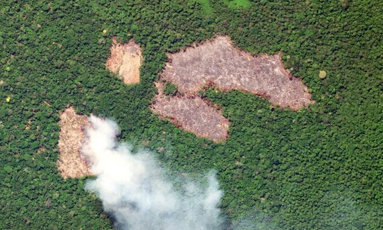 Pay to protect: Brazil pitches new forest fund at COP30