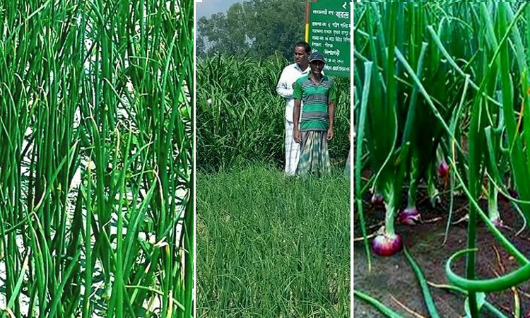 Rangpur farmers to produce over 1.45-lakh tonnes onion in current Robi season