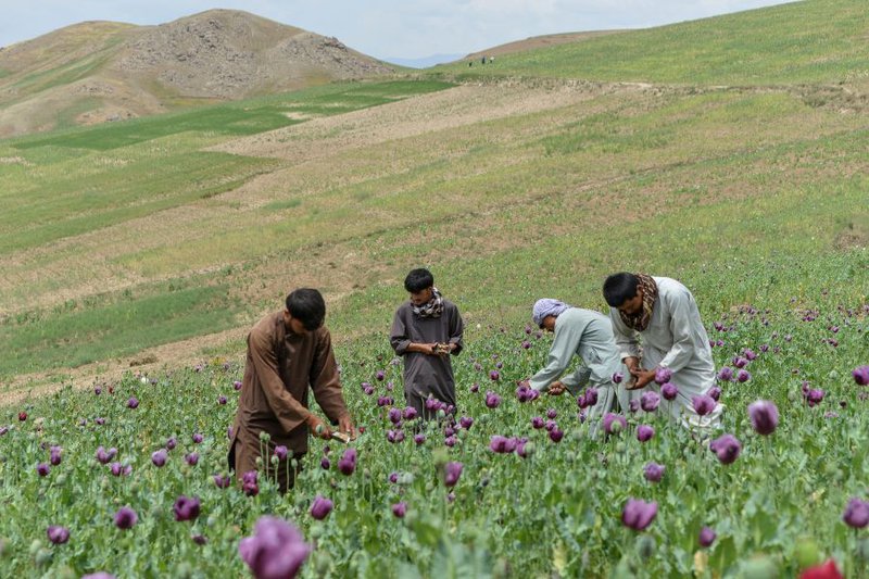 Afghanistan opium cultivation falls 20 percent in 2025: UN report