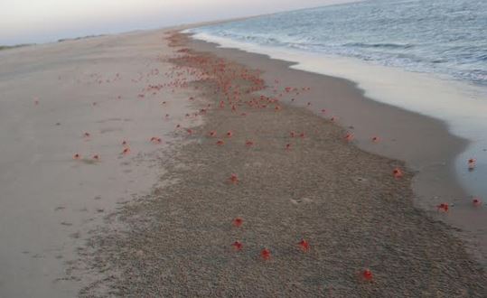 Tk 3.38 cr project launched to restore biodiversity of Sonadia Island