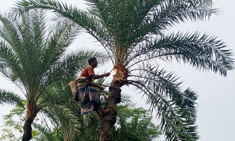 Farmers busy preparing 2.7 lakh date palm trees in Chuadanga for sap collection