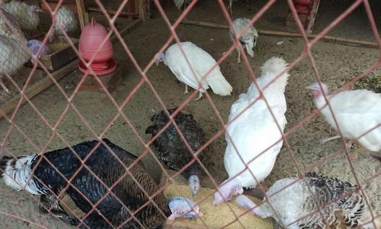 Turkey bird farming improves livelihoods of rural people in Rajshahi