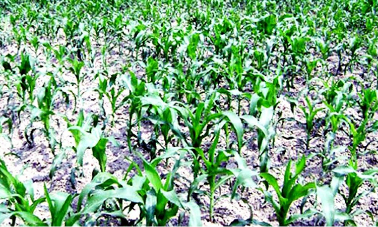 Rangpur farmers to produce 13,28,993 tonnes of winter maize