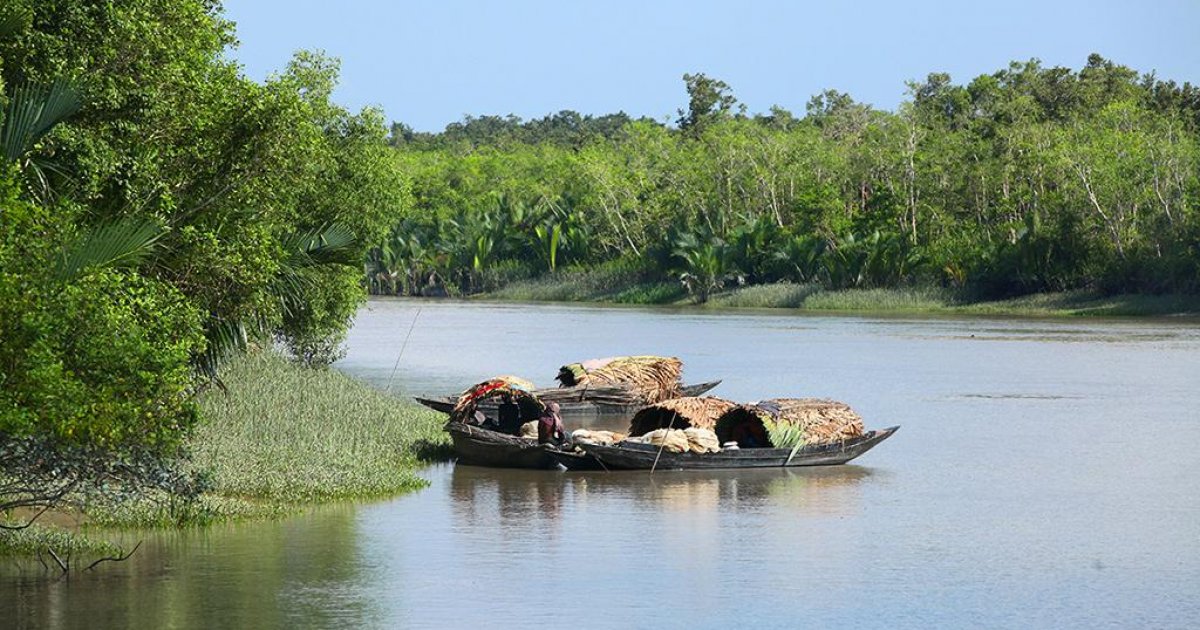 Forest robbers abduct fisherman in Sundarbans