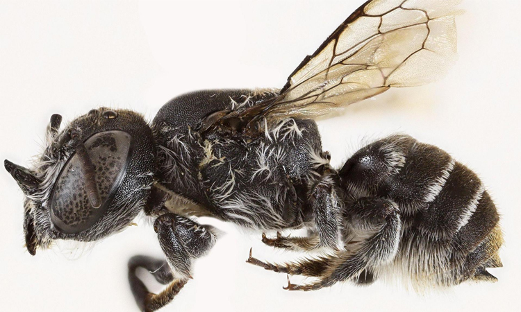 Devil in the beetails: Australian scientists discover new 'lucifer' bee