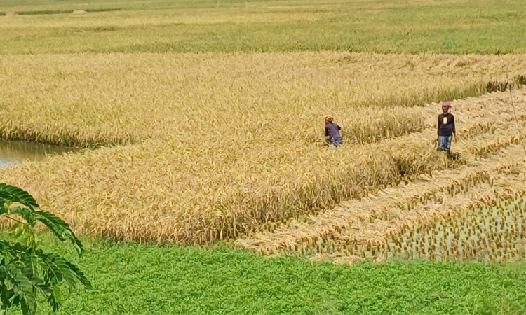 Aman paddy harvesting going on in full swing in Manikganj