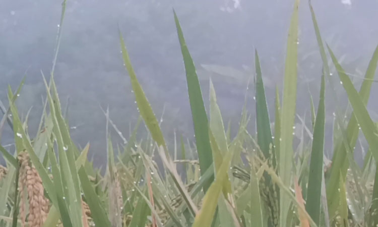 Panchagarh witnesses early winter as temperature drops sharply