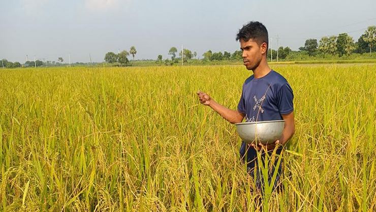 Direct Seeded Rice offers water-saving solution for Barind farmers