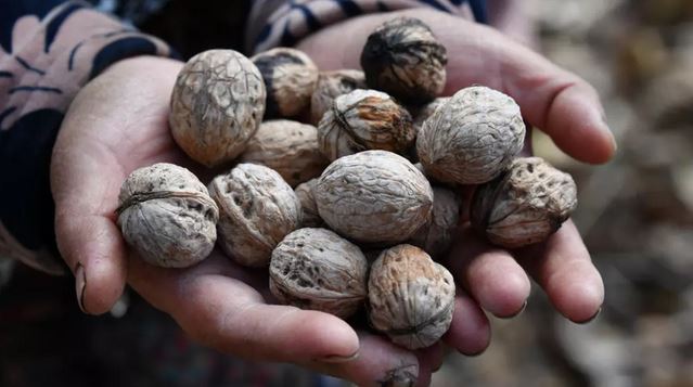 In Kyrgyzstan, world's largest natural walnut forest thins away