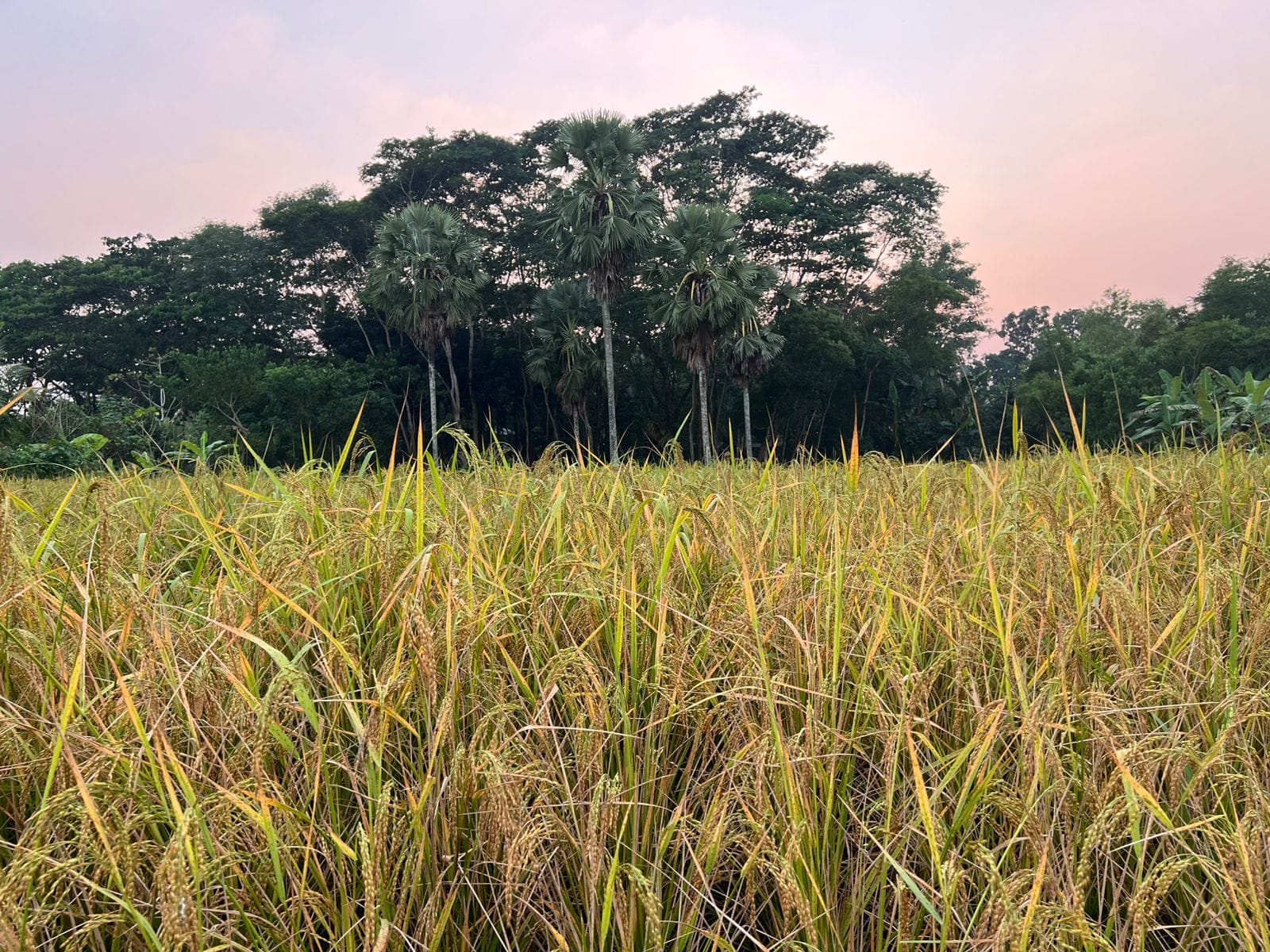 Pest attack on Aman plants worries Patuakhali farmers