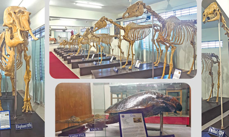 Country's first skeleton museum in Ctg attracts curious visitors