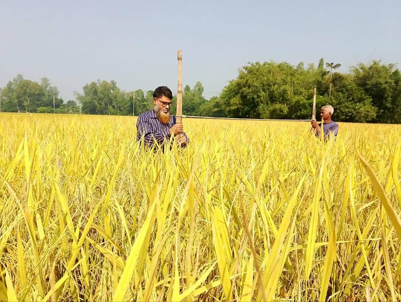 BRRI Dhan 103 Cultivation encouraged for higher Aman yield
