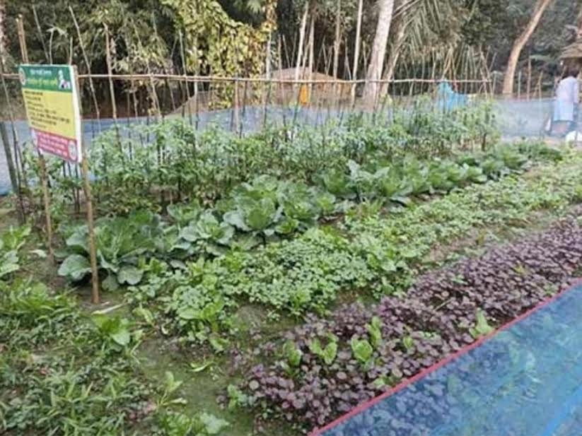 Family nutrition gardens boost livelihoods in Dumuria