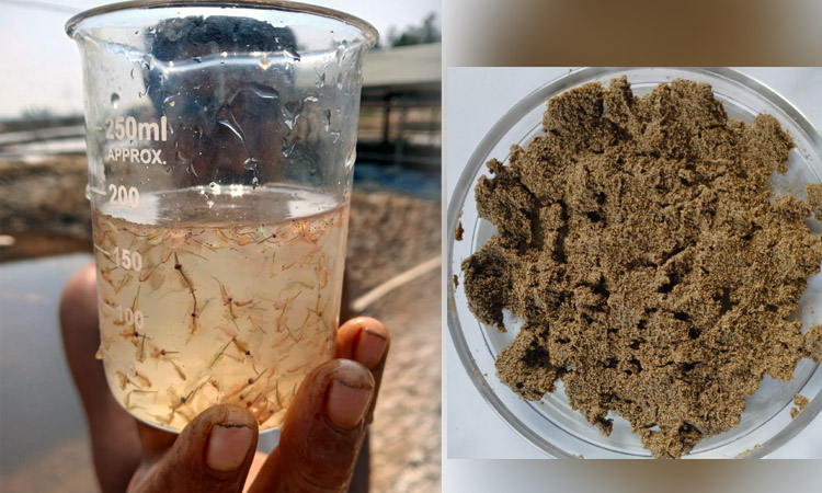 New prospects in fisheries: CU develops integrated Artemia-salt cultivation 