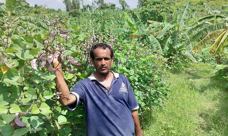 Sitakunda farmers earn quadruple profits from cultivating 'Rupban Beans'