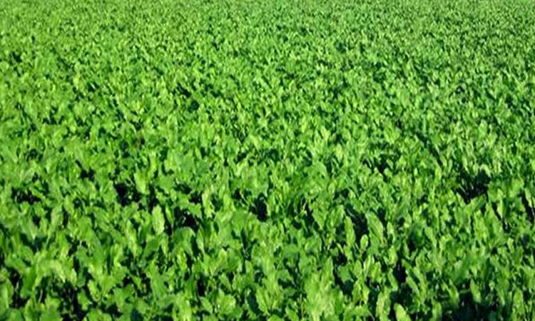 Farmers to produce record 2.34-lakh tonnes of mustard in Rangpur division