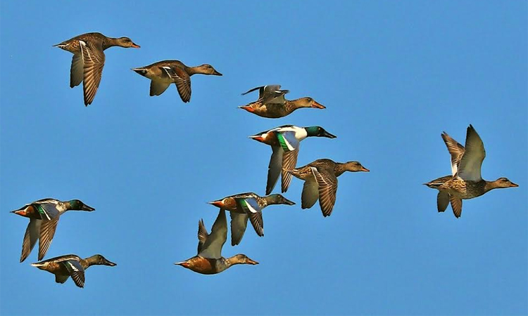 Migratory birds arriving before onset of winter in northern region