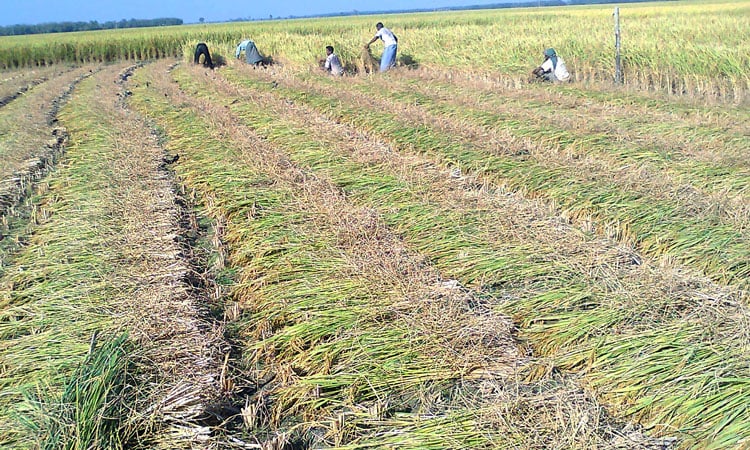 Bumper Aman production expected in Ctg