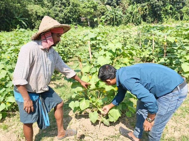 Rajbari district thrives with winter vegetable cultivation