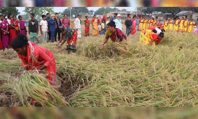 Aman paddy yield makes Rajshahi farmers happy