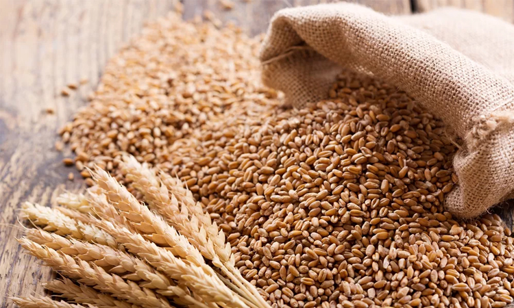 Govt to procure 3 lakh MTs of wheat