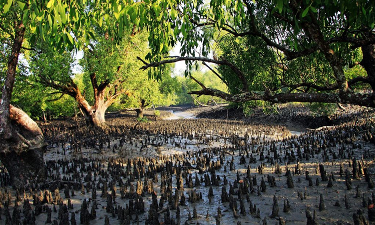 Bangladesh, France launches Sundarbans conservation initiative