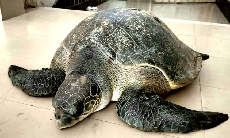 Rare Olive Ridley sea turtle rescued in Bhola