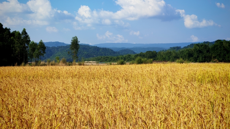 Farmers busy harvesting Aman paddy in Netrakona