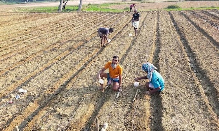 37.72 lakh tonnes of potato yield expected in Rajshahi division