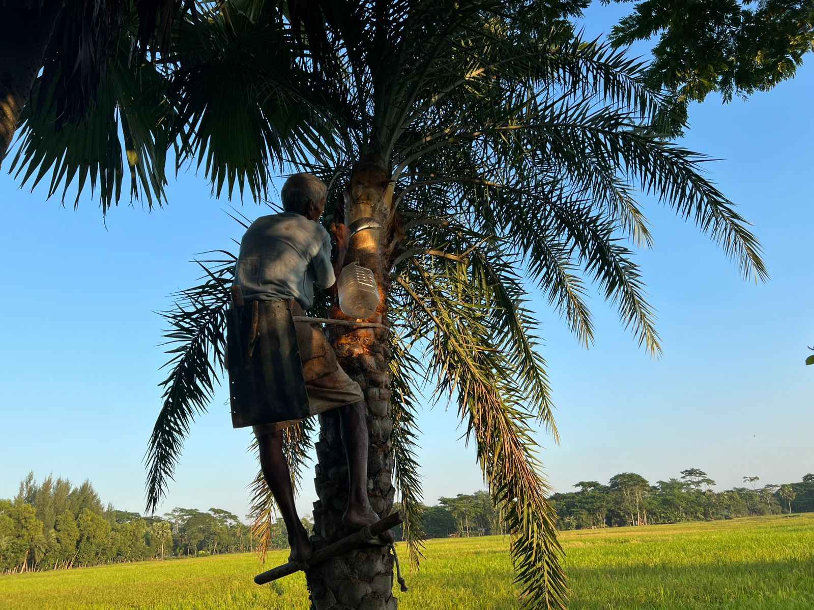 Patuakhali’s date juice tradition at risk amid farmer crisis