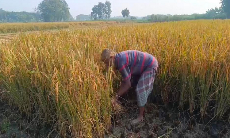 Golden paddy waves across Meherpur fields