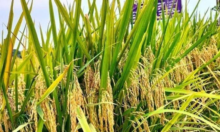 BRRI Dhan-103 boosts Aman-season yields in Gopalganj