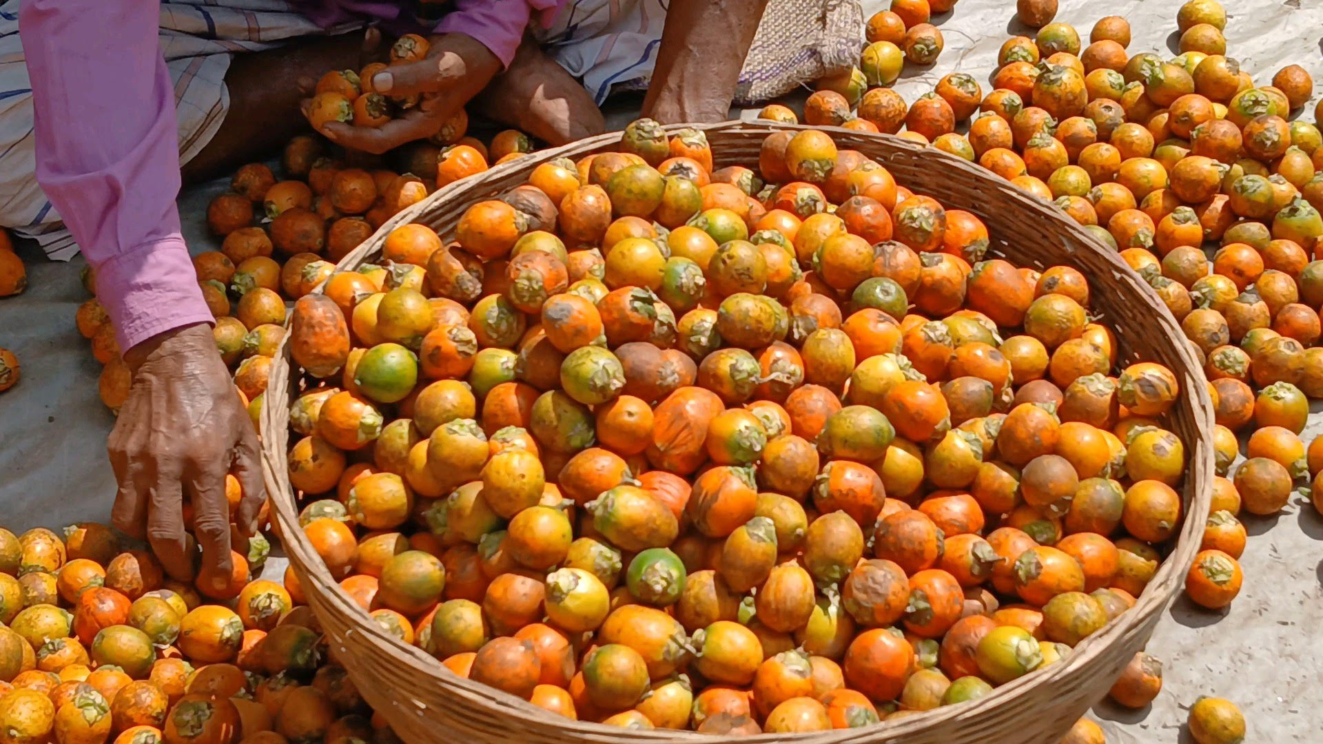 Jhalakathi witnesses bumper betel nut production  