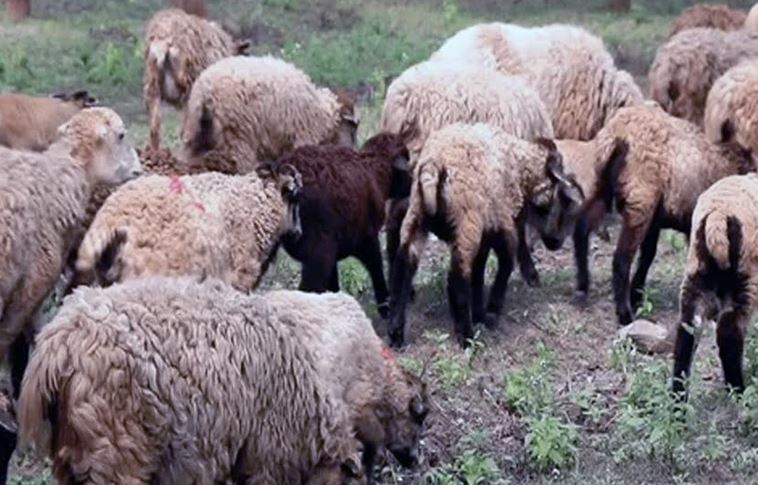 Rural economy is being revitalised as sheep farming expands in Rangpur