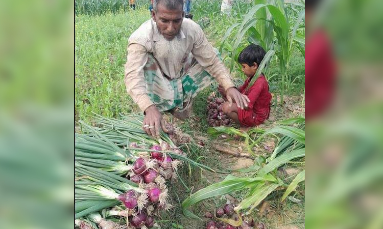Rajshahi division eyes production of 14.73 lakh tonnes of onion