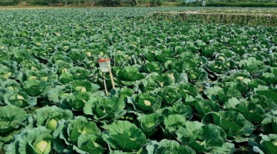 Khulna achieves bumper winter vegetable harvest worth TK 2,858 crore