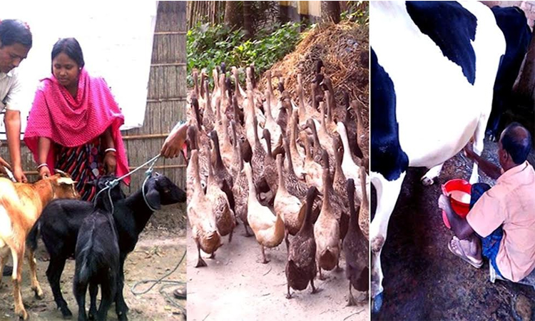 Rangpur becomes self-sufficient district in meat, egg and milk