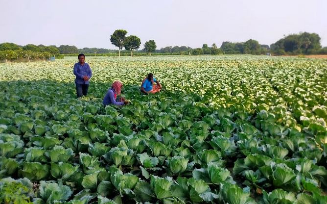 19.75-lakh tonnes winter vegetables yield expected in Rajshahi division