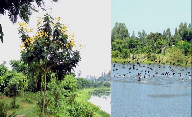 Chirping birds give Bharardaho beel a heavenly scene