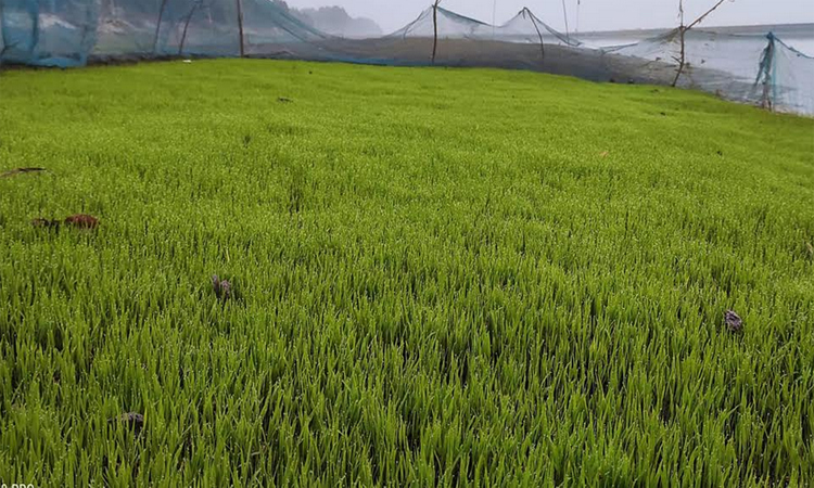 37.25 lakh tonnes Boro rice expected in Rajshahi division