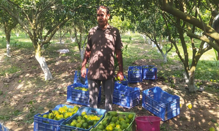 Ashraf becomes role model through Malta cultivation in Natore