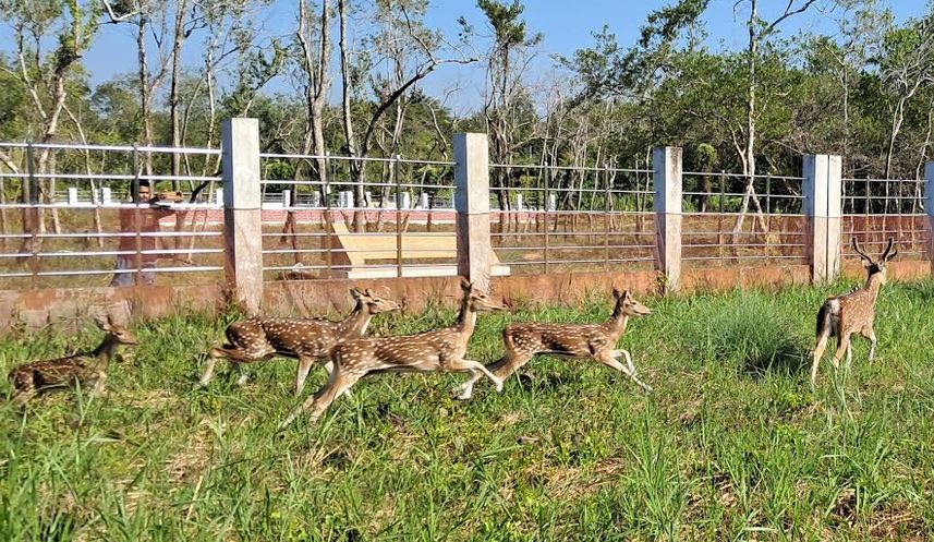 Ali Banda Eco-Tourism Centre opens with release of deer