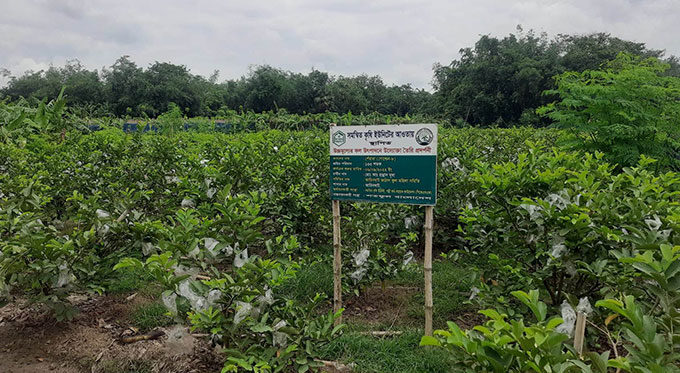 Fruit mixed farming becomes popular, profitable in Rajshahi