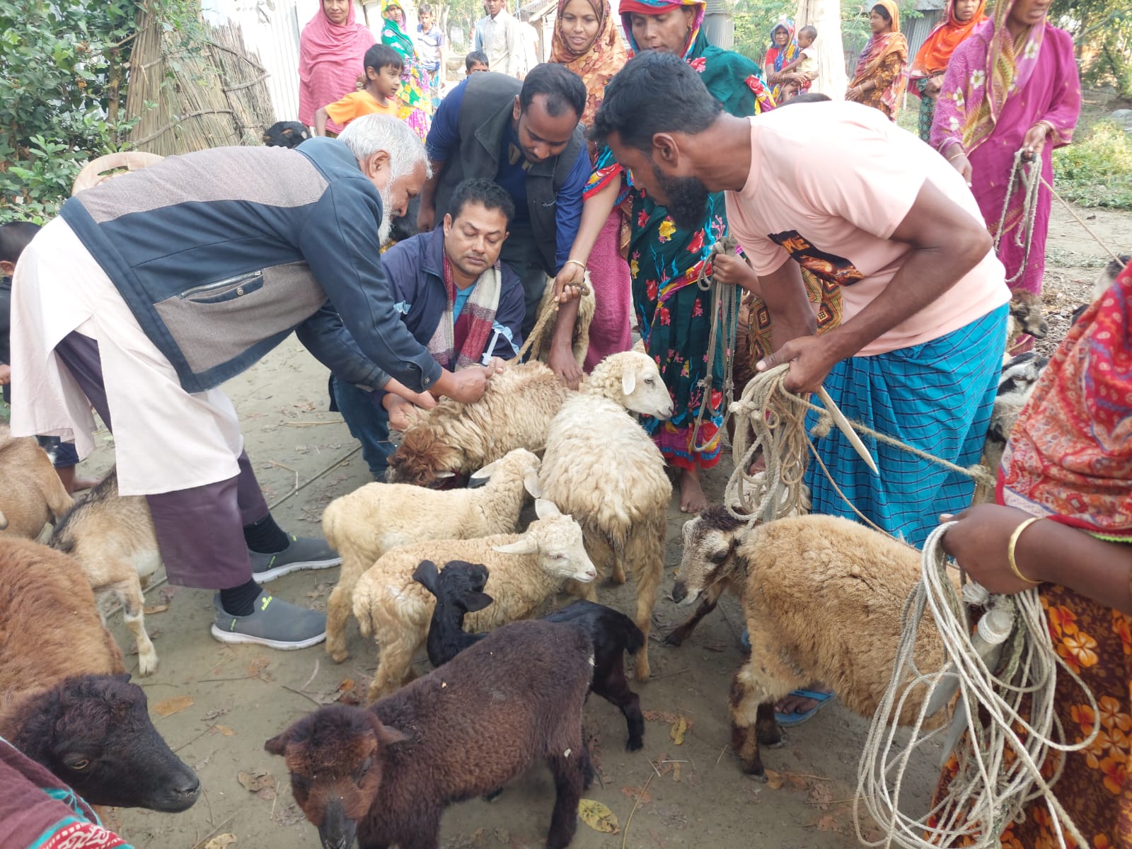 2,700 goats, sheep given PPR vaccine in Gaibandha
