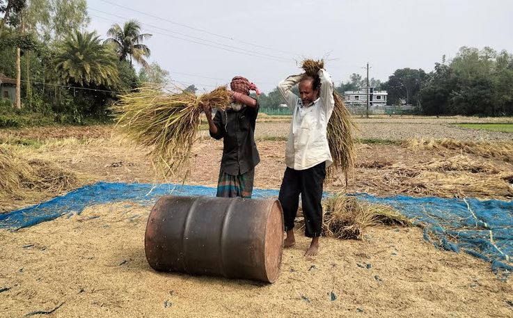 Tangail achieves target of Ropa Aman, expects good price