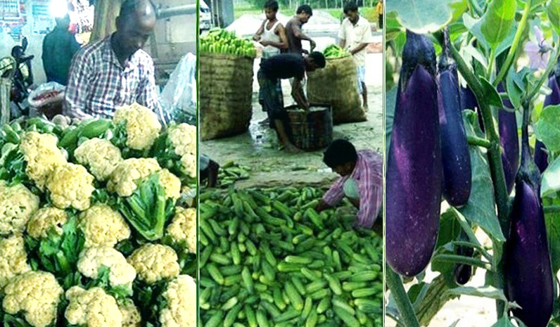 Farmers earn significantly from vegetable farming in Rangpur 