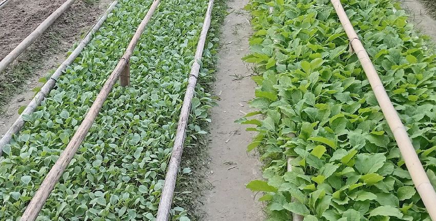 Farmers busy with cultivation of winter vegetable in Munshiganj