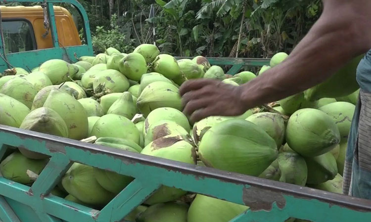 TK50 cr targeted for selling green coconut in Lakshmipur